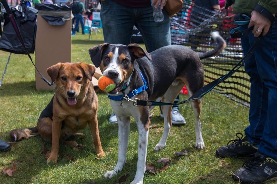 Pet Friendly Rescue Dog Games - Atlanta's Dog Howl-O-Ween Festival