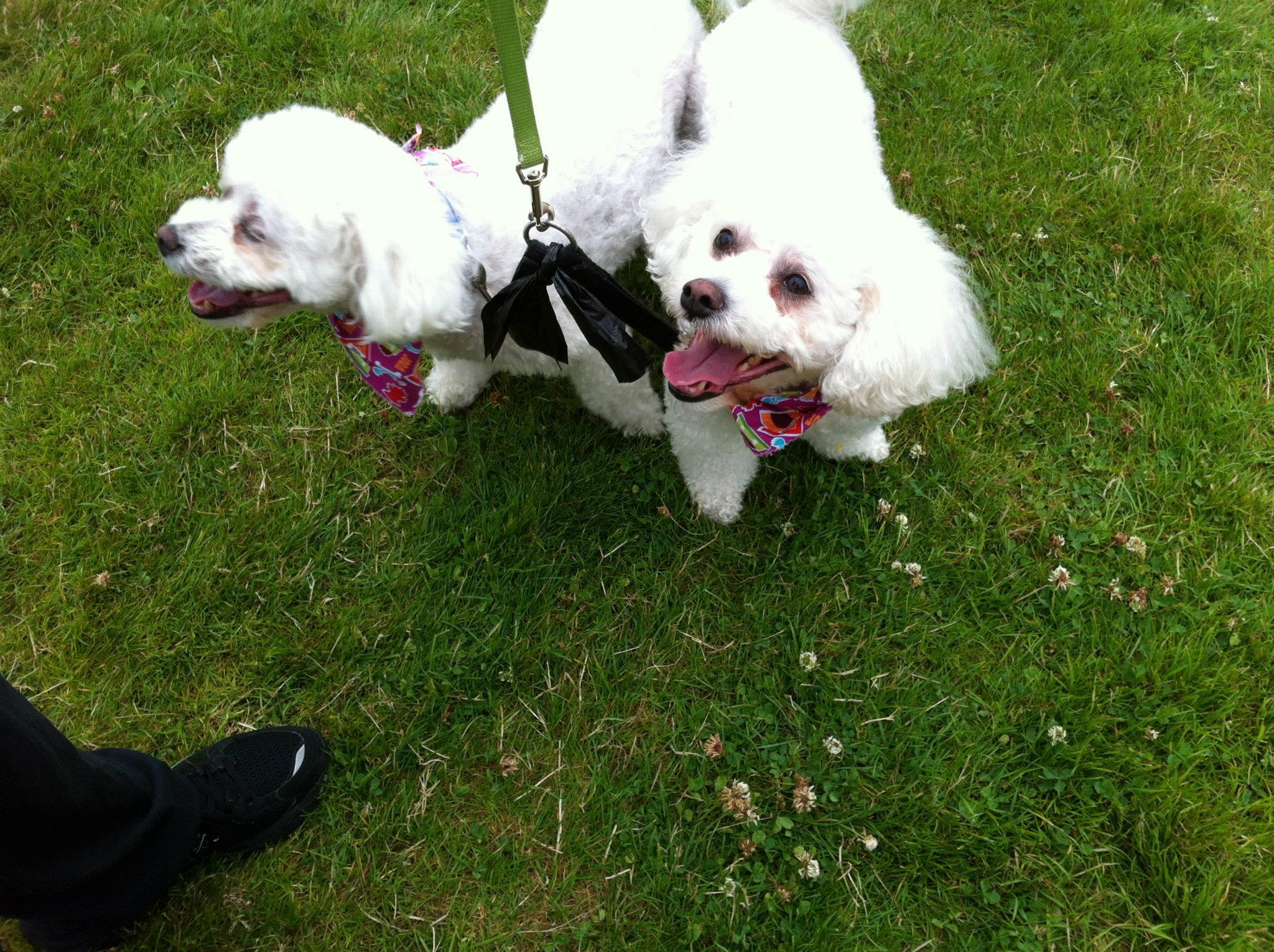 Pet Friendly Celebrate Woodinville Summer Concerts