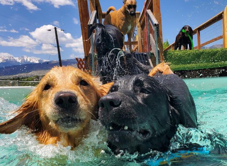 Pet Friendly Poochella - Dog Pool Party