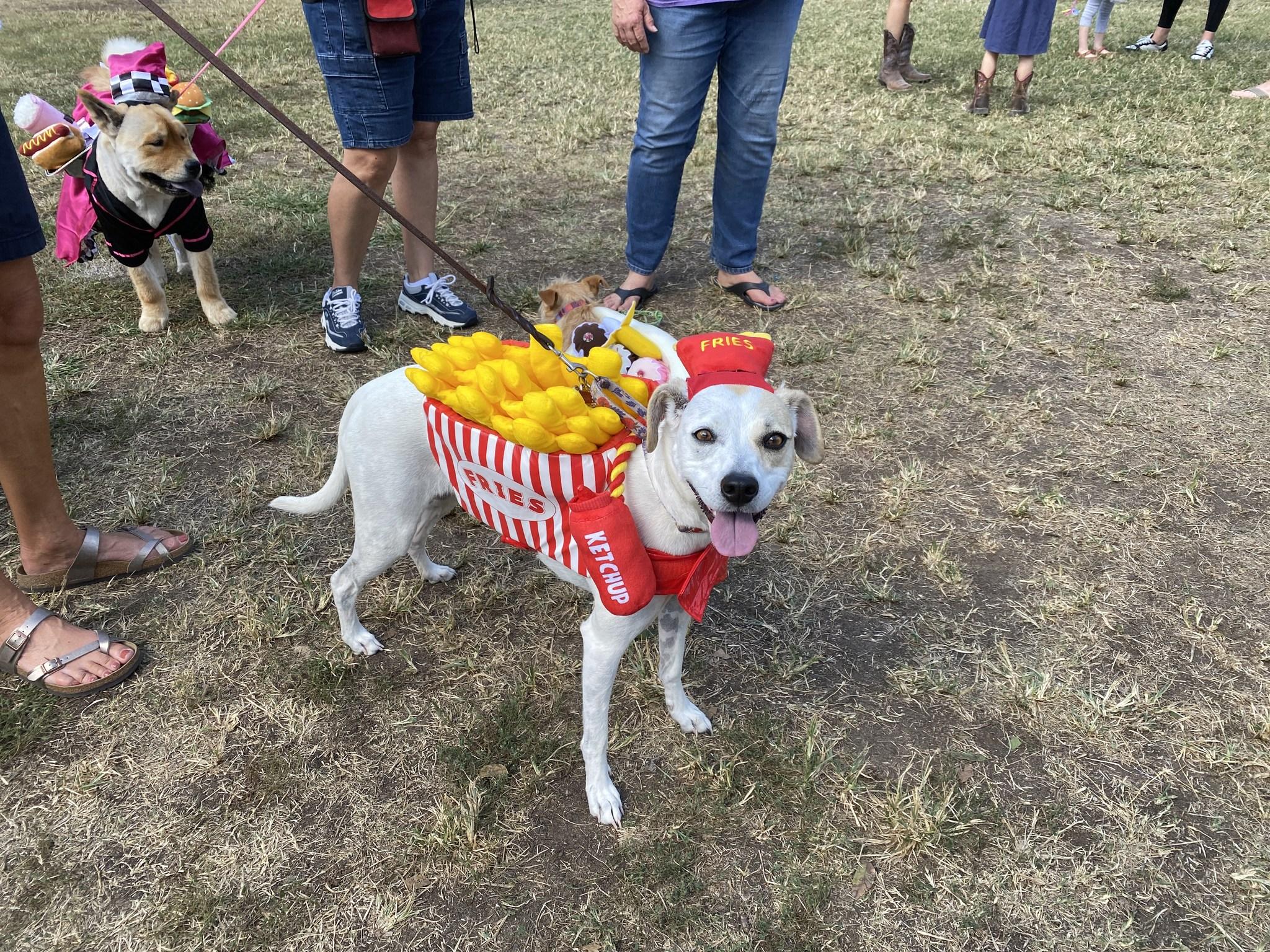 Pet Friendly Barktoberfest