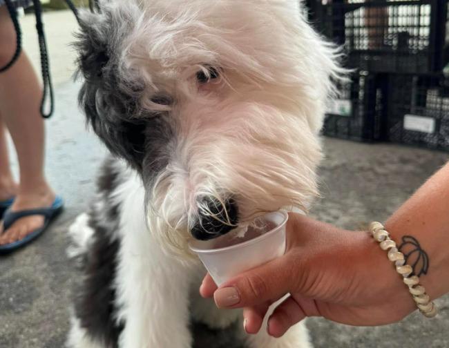 Pet Friendly Sweet Corn Fest