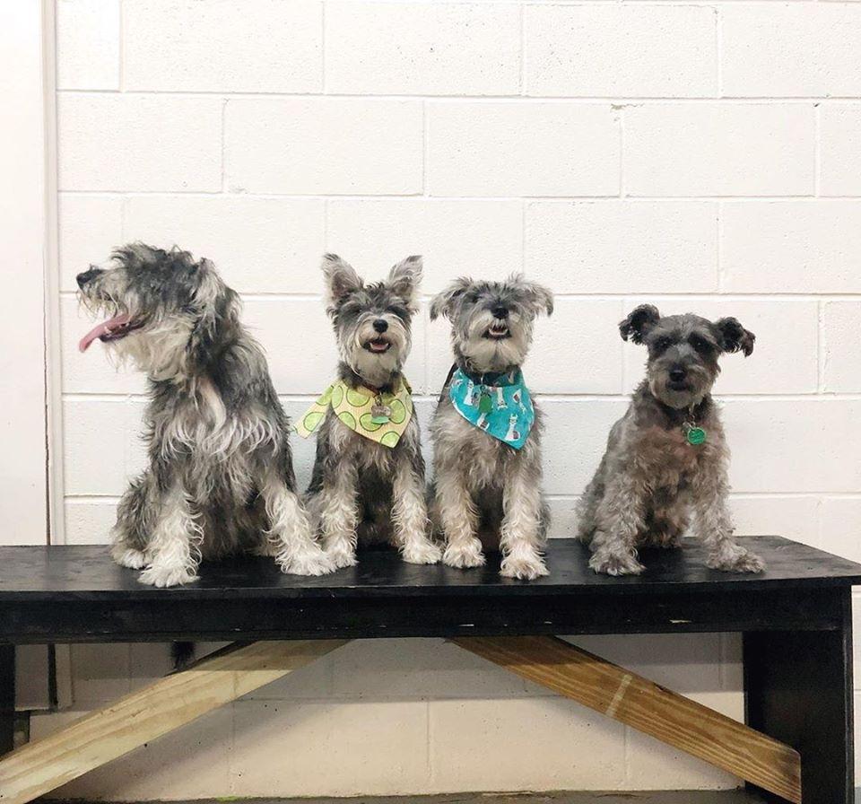 Canceled Annual Paws For A Cause Dog Fashion Show