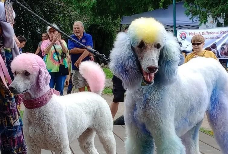 Pet Friendly Canterbury Village Dog Weekend