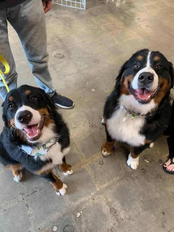 theresa's country feed and pet