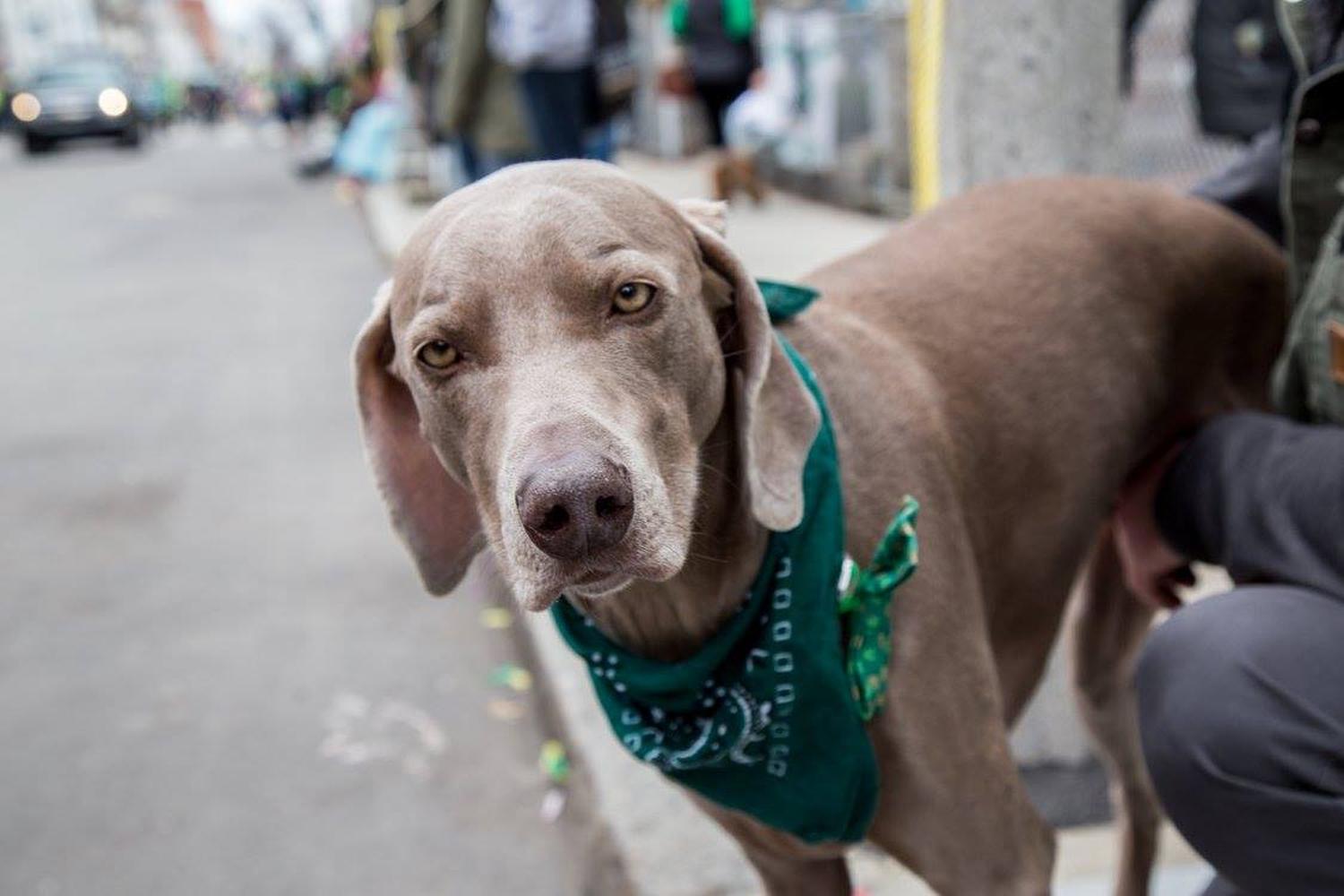 South Boston St Patrick S Day Parade 2022 Boston St Patty Day Parade Route Map 2022