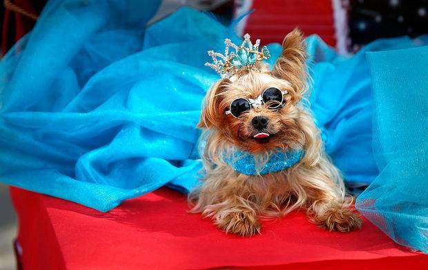 Pawshion USA Pet Pageant at Paws in the Park