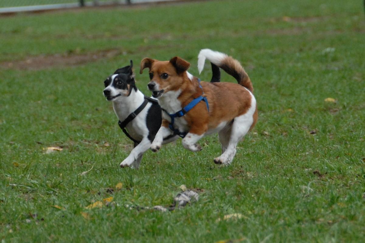 Sevierville’s Unleashed Dog Park Grand Opening Ribbon Cutting