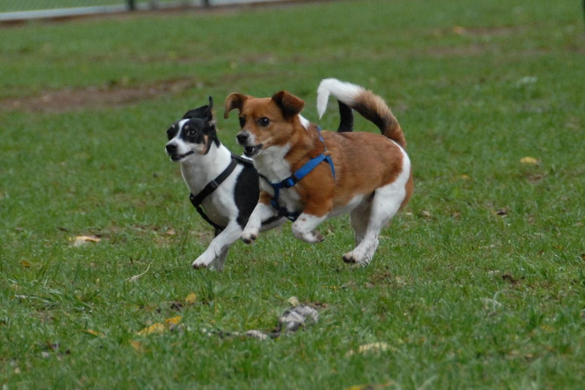 Sevierville s Unleashed Dog Park Grand Opening Ribbon Cutting