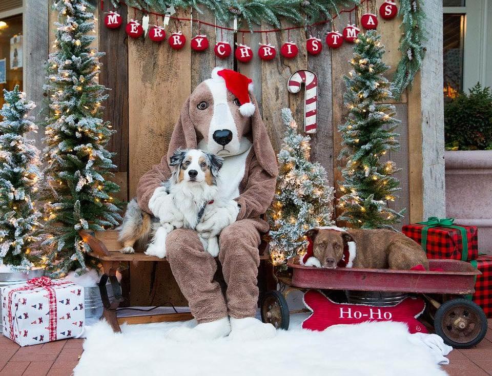 santa paws teddy