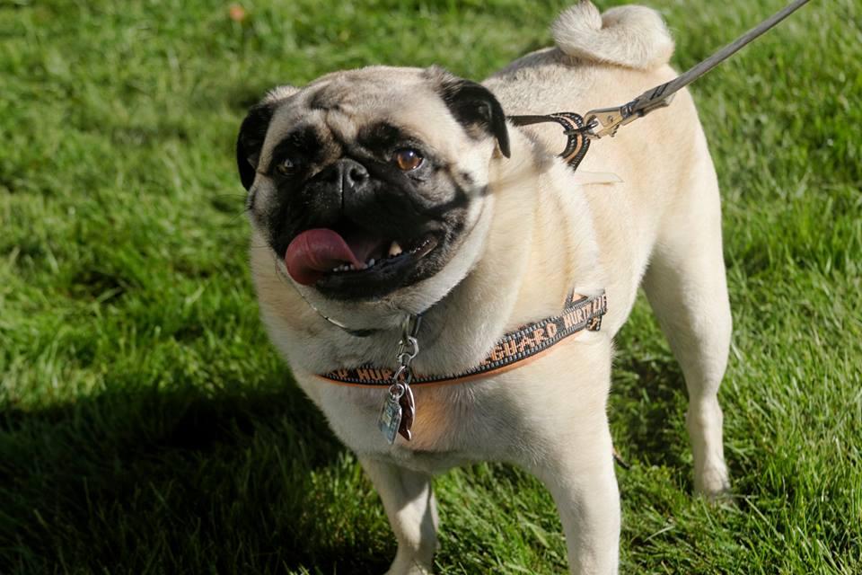 Green mountain pug rescue available dogs discount