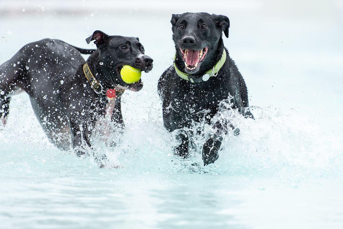 Pet Friendly Doggy Dip at Rolling Hills Water Park