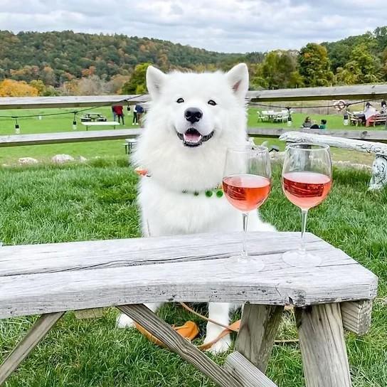 Pet Friendly Wine & Wags