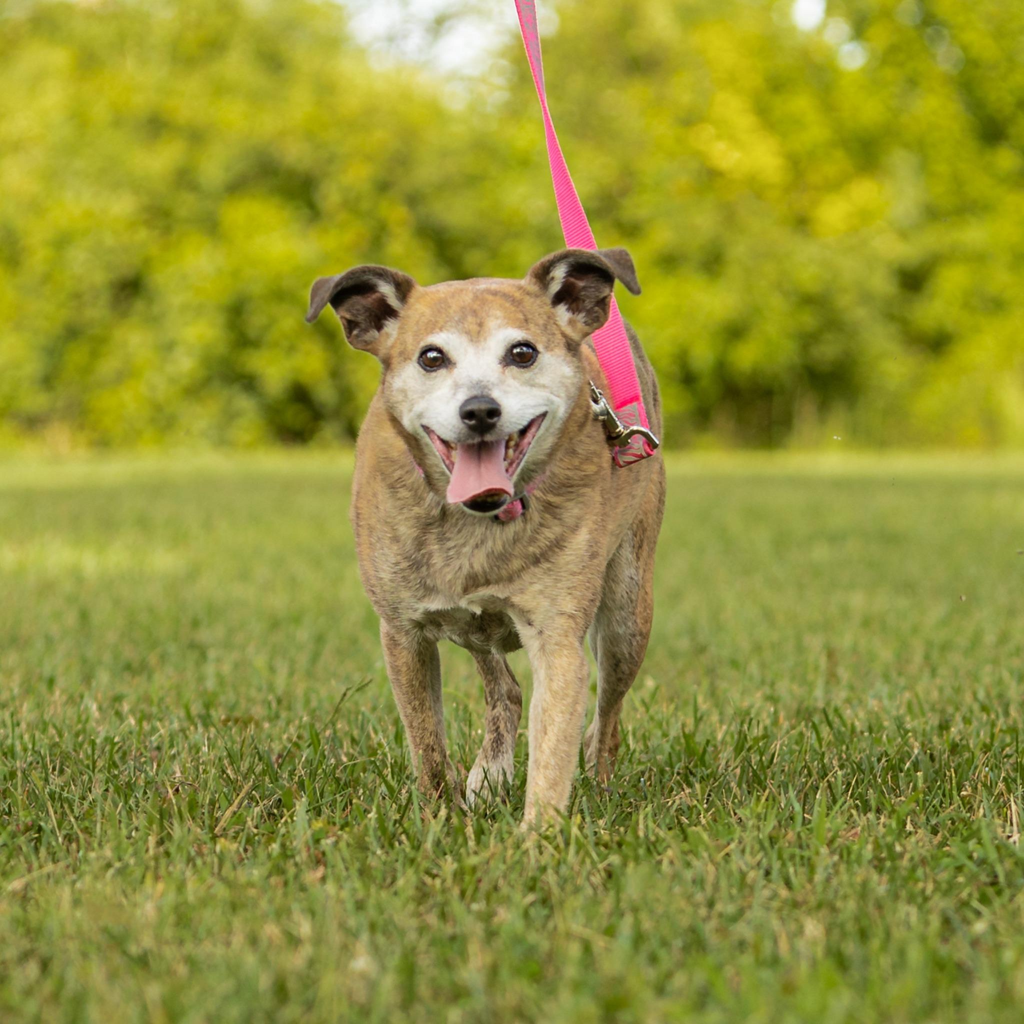 Pet Friendly Waggin' Tail on the Waterfront