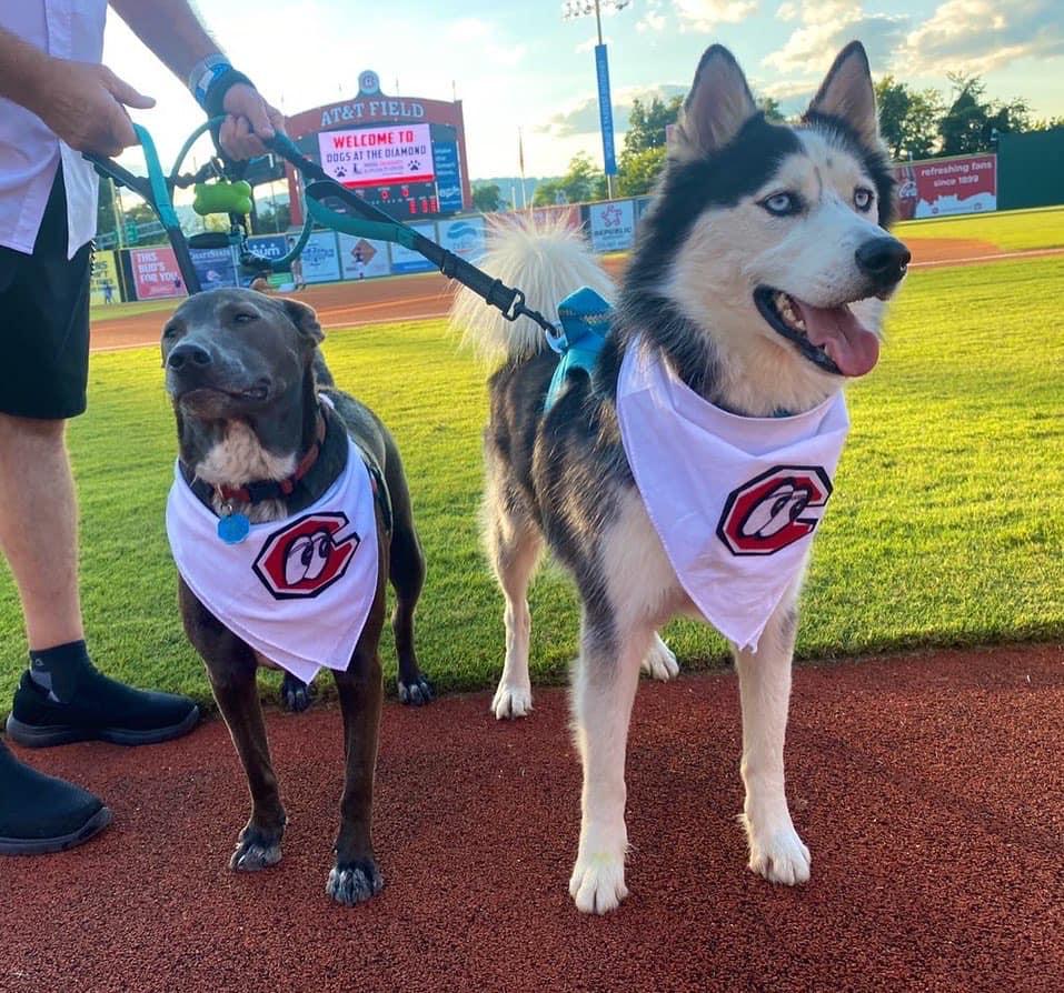 Dog Events in Chattanooga, TN BringFido