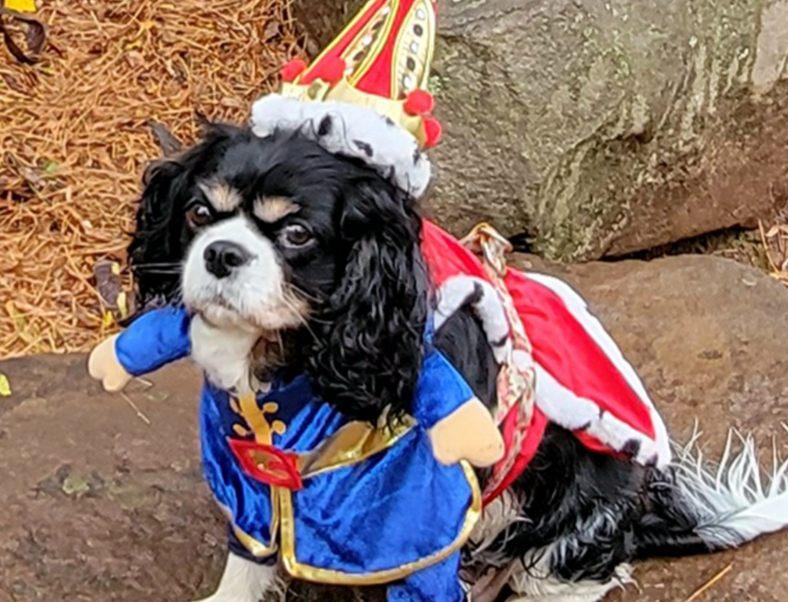 Pet Friendly Yuletide at the Pennsylvania Renaissance Faire