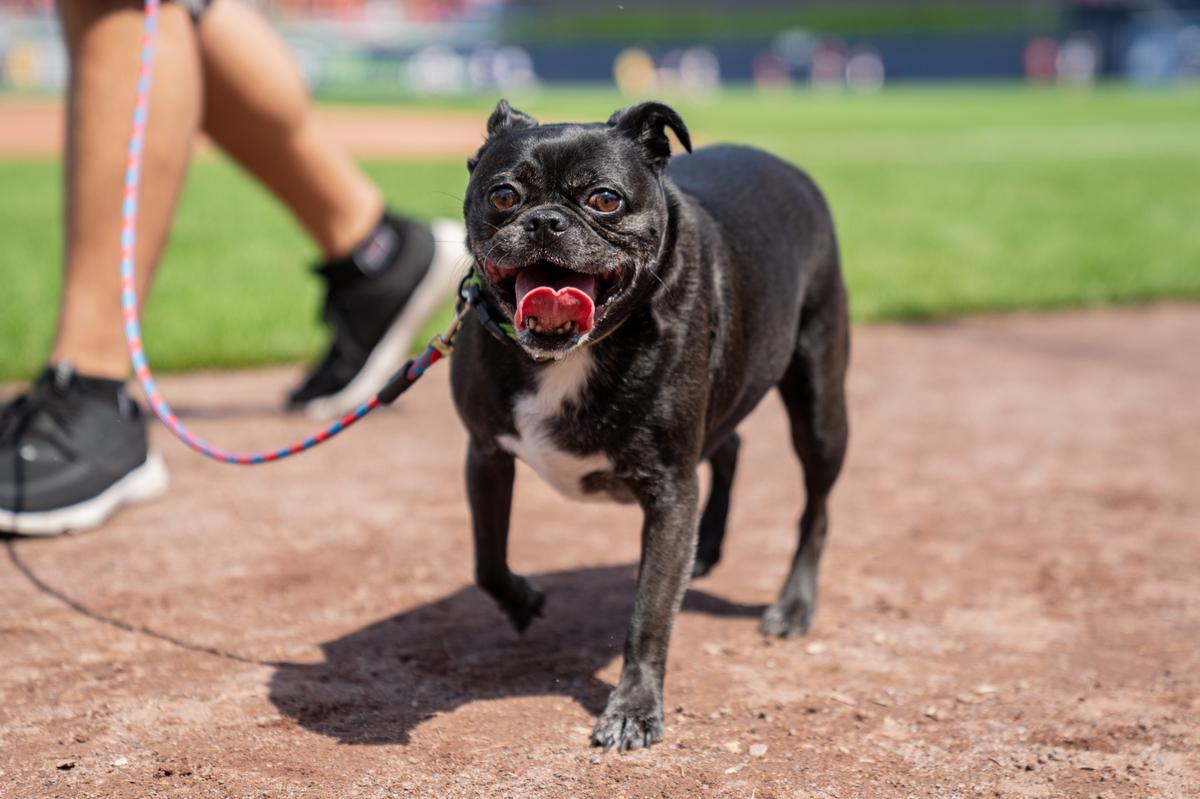 BringFido to Bark at the Park