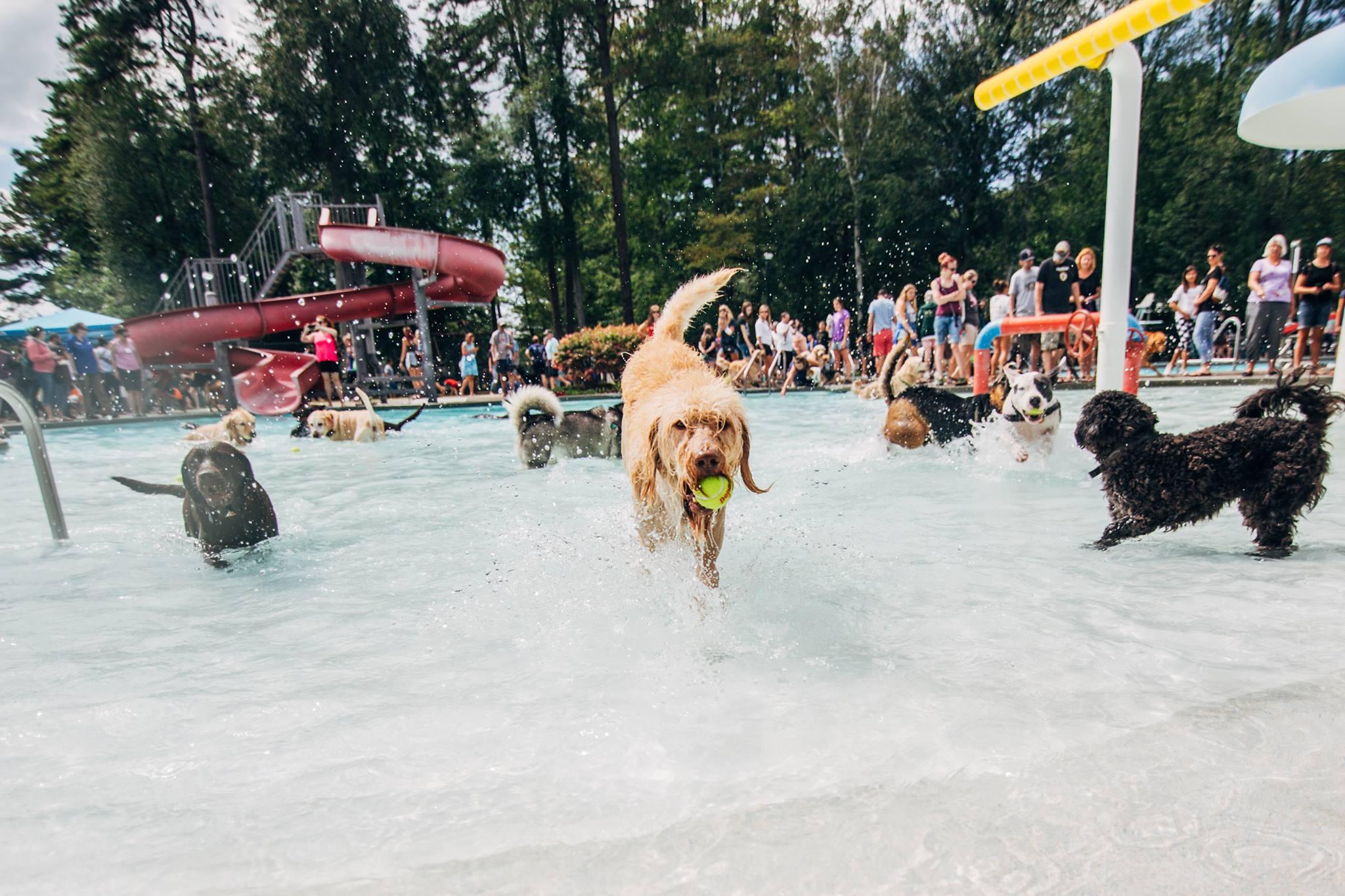 Pet Friendly Maple Street Pool Dog Day