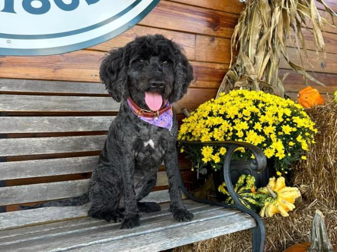 Pet Friendly Fall Festival at Denver Downs