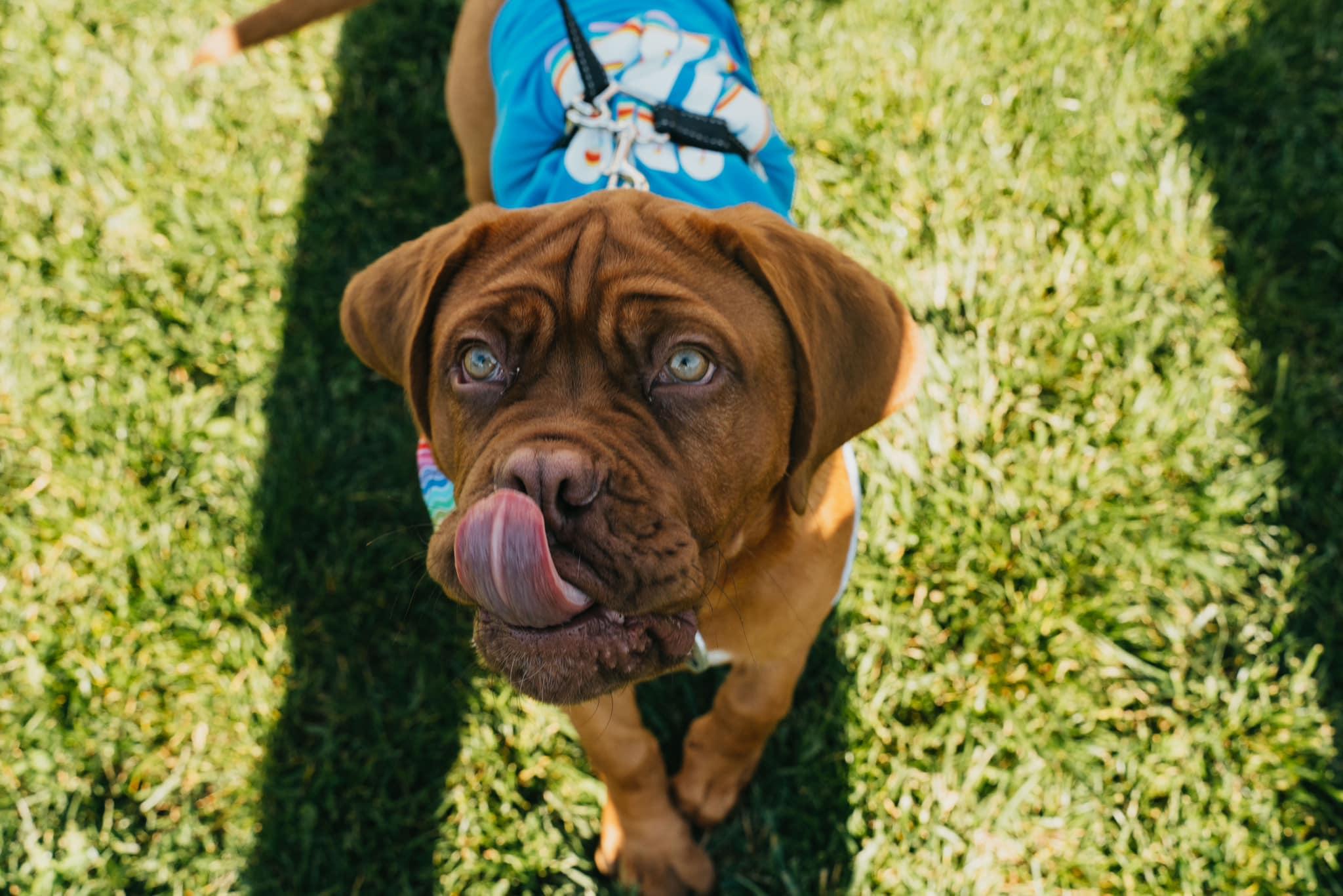 Pet Friendly Paws & Pride Dog Walk