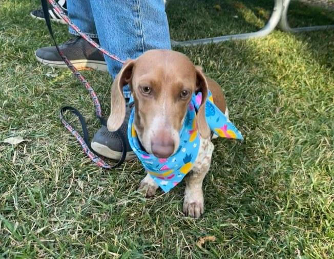 Pet Friendly Napa Humane Community Mixer