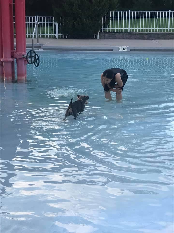 Pet Friendly Annual Swim Pool Paw-ty at the Glen Rock Pool