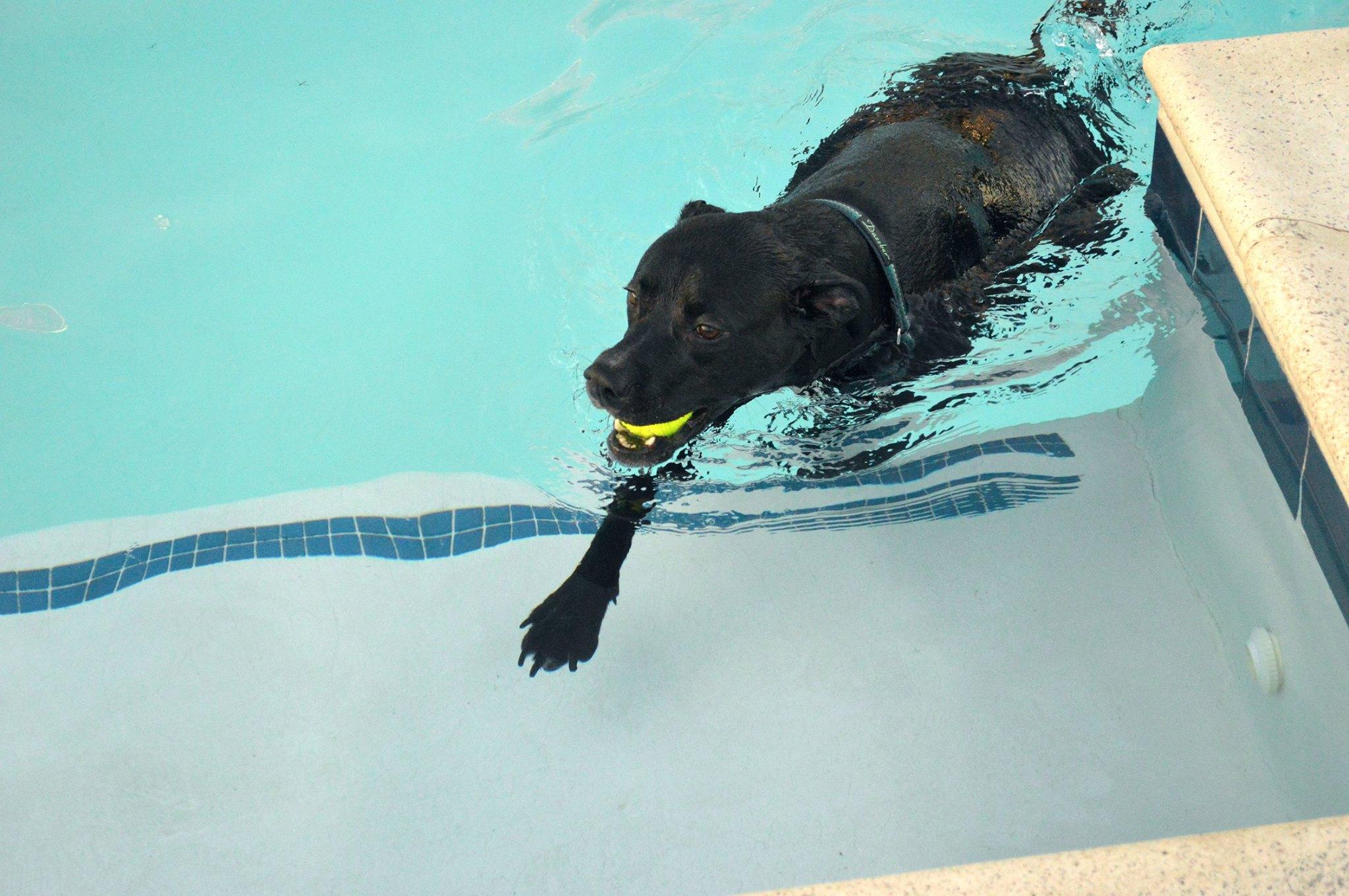 Pet Friendly Dog Swim