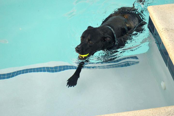Pet Friendly Dog Swim