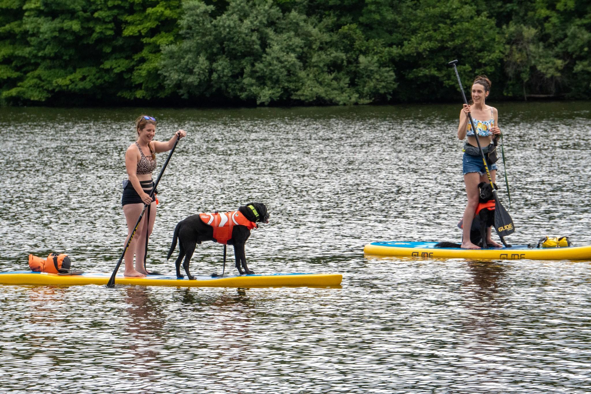 Pet Friendly Paddle Boarding With Pups