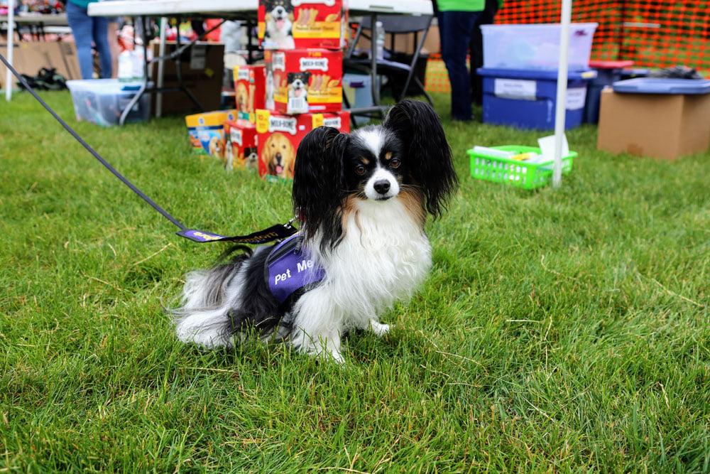 Pet Friendly Pet Palooza & Food Truck Festival