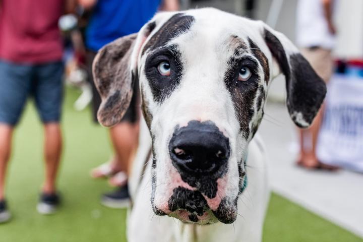 Pet Friendly Great Dane Meetup at Two Shepherds Taproom