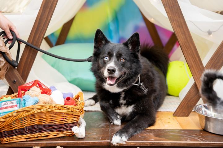 Pet Friendly Triangle Barkitecture
