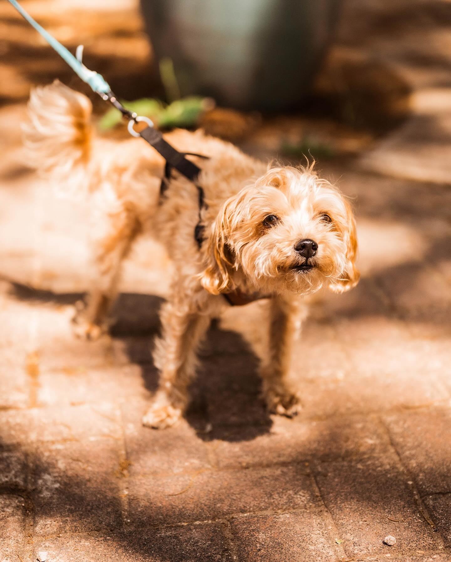 Pet Friendly Bethlehem Vintage Market
