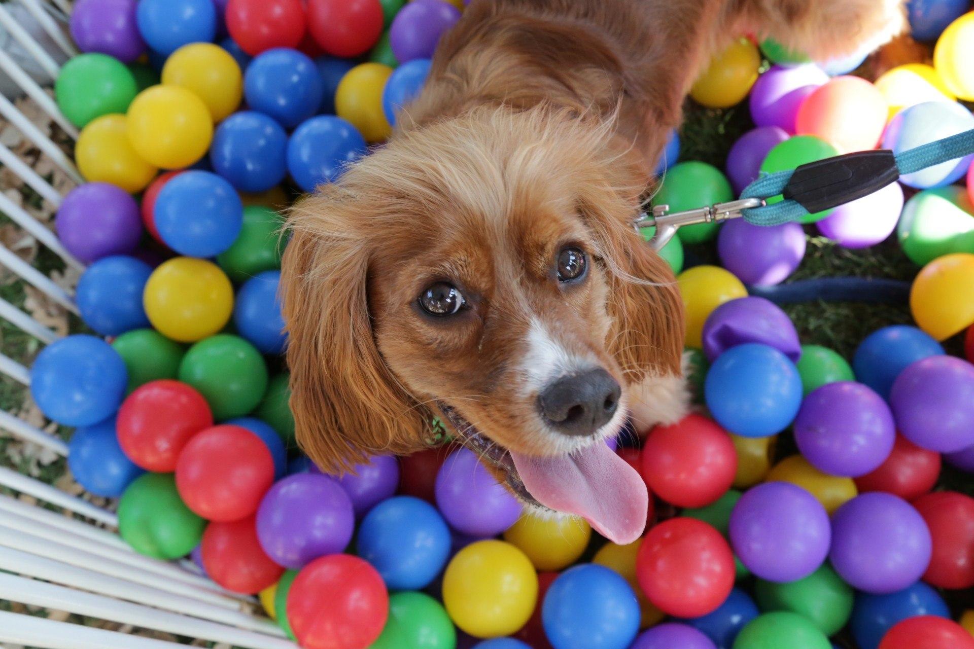 BringFido to Nashville Humane Association's Dog Day