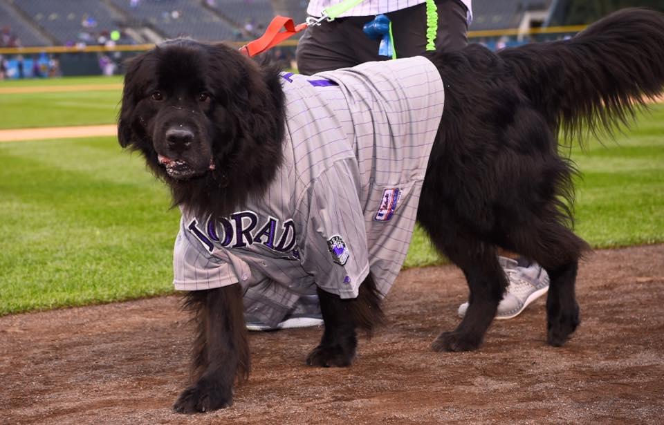 Freedom Service Dogs root for Rockies at Coors Field