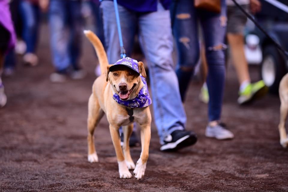 colorado rockies dog jersey