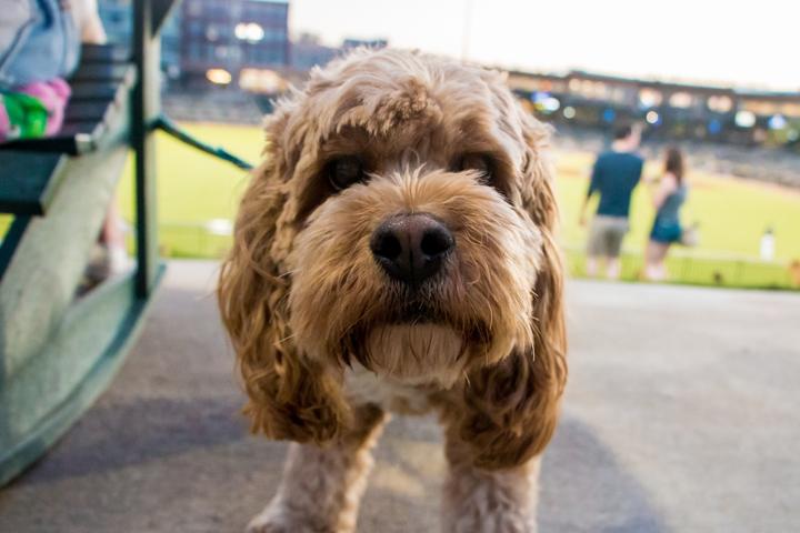 Pet Friendly Dog Days of Summer with the Columbia Fireflies