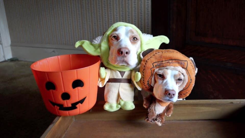 Bar Dog Wine's HOWL-oween dog costume contest features adoptable pups