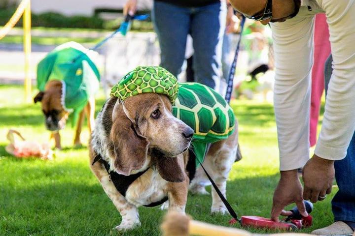 Pet Friendly Paws on Parade