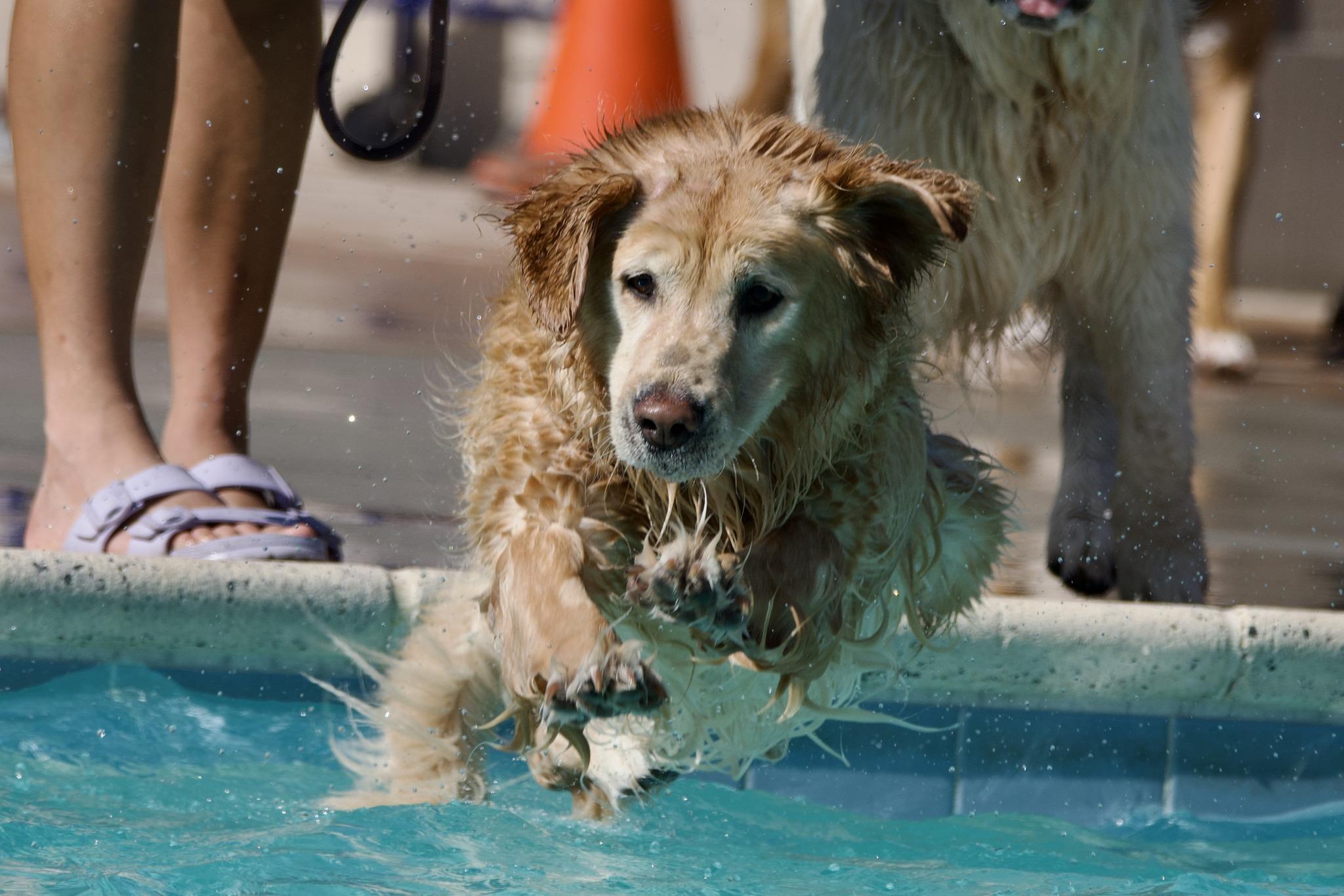 Pet Friendly Pooch Plunge