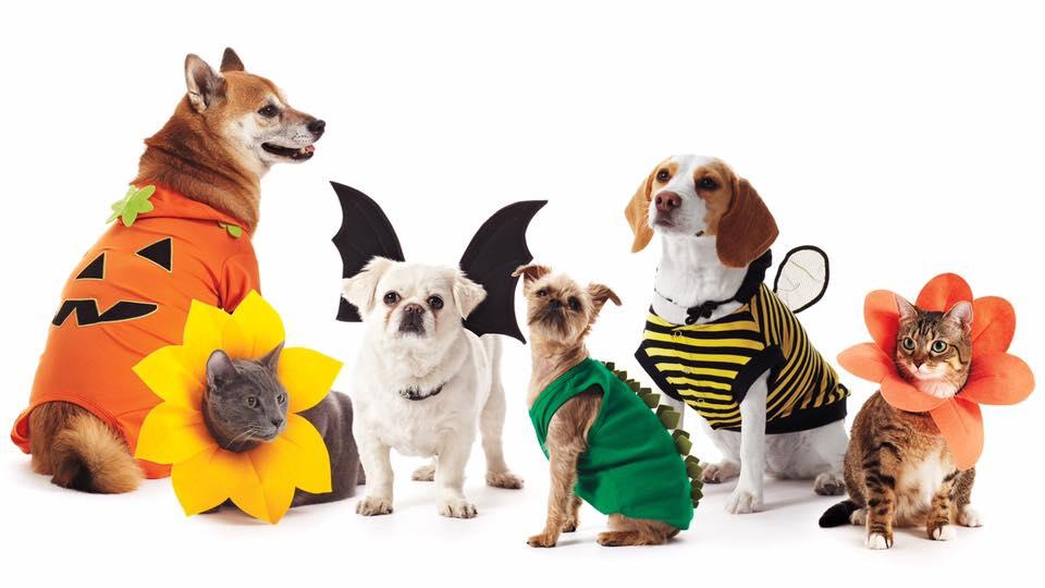 Pet Costume Contest and Parade