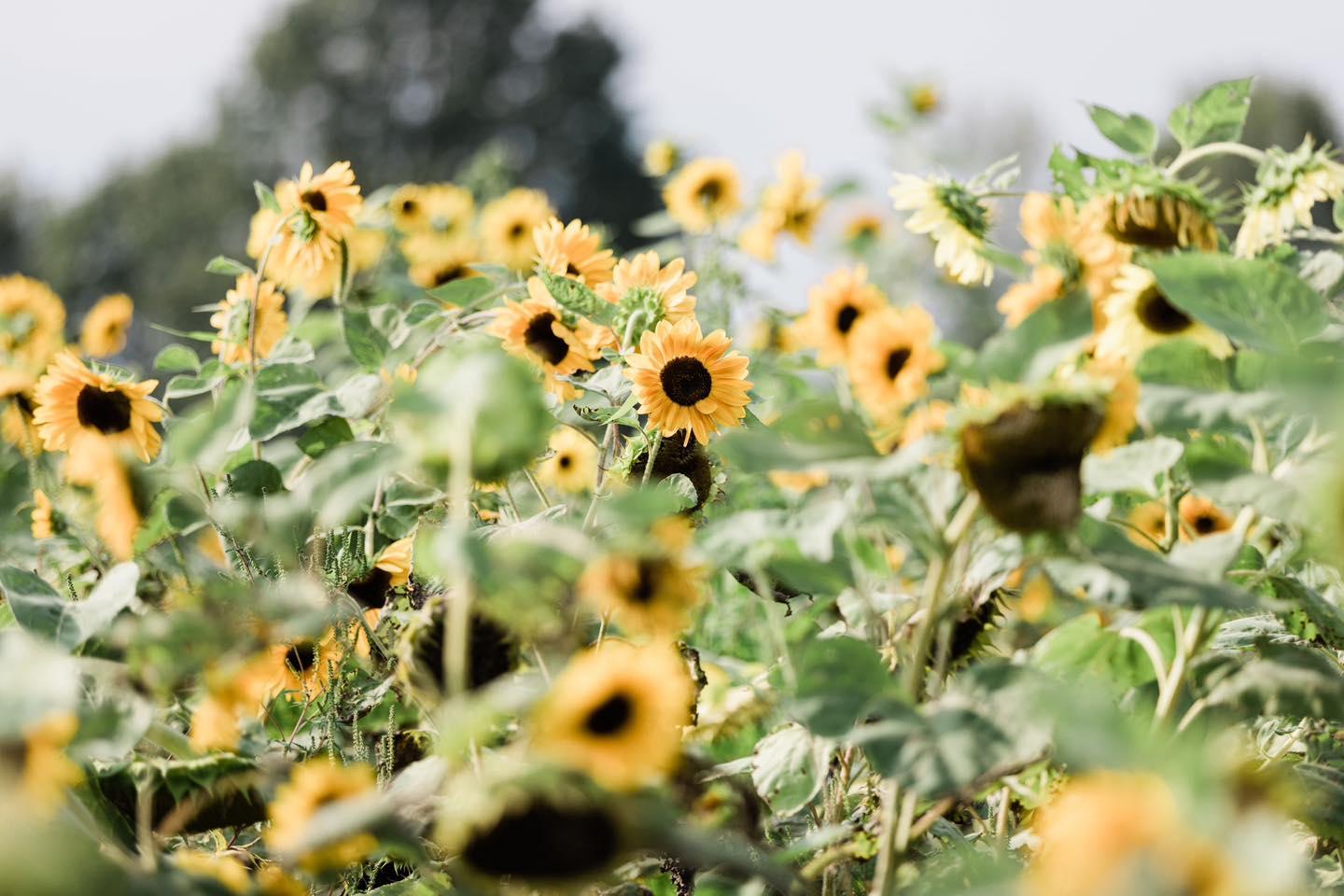 Pet Friendly Dog Days at Irons Mill Farmstead