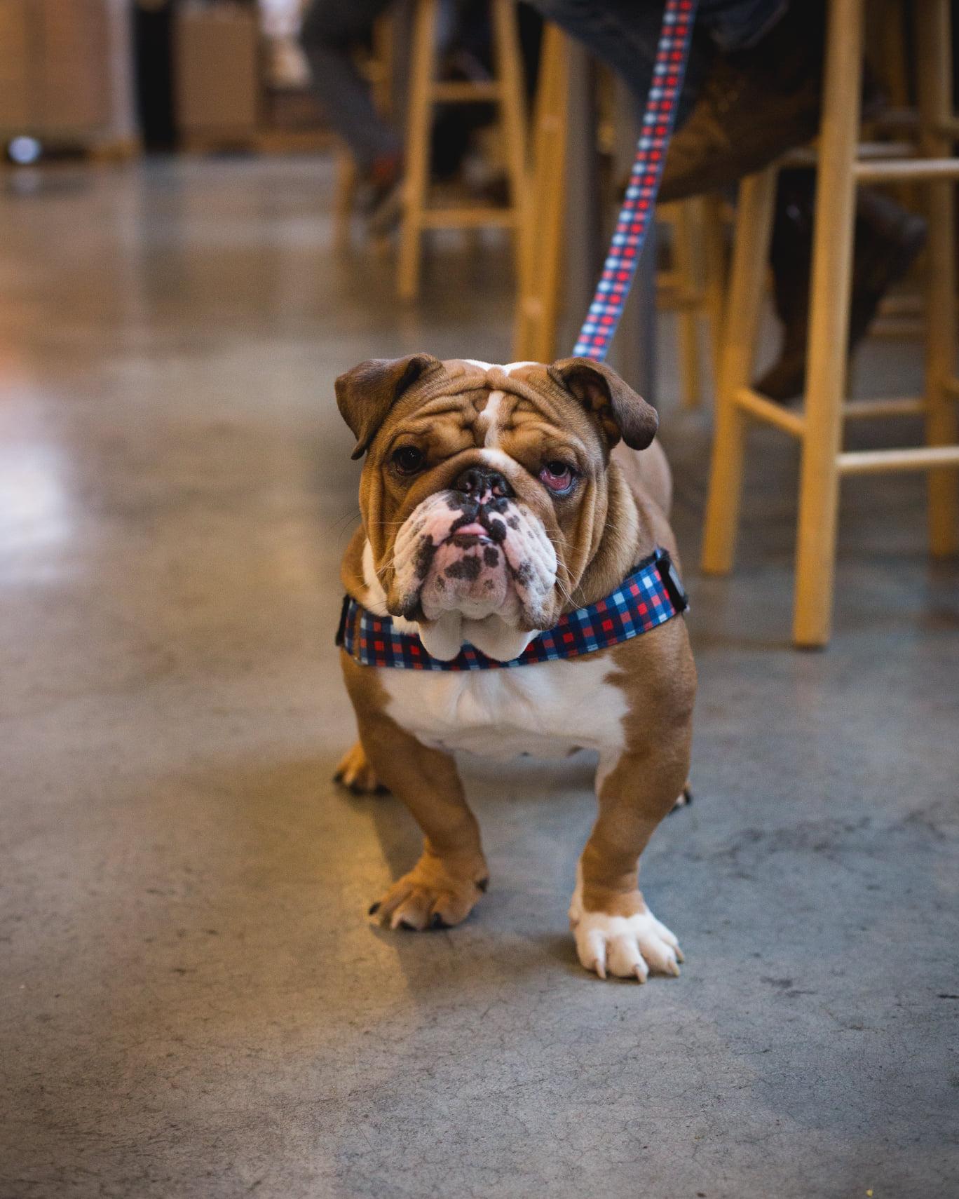 Pet Friendly Dog Friendly Plant Bingo