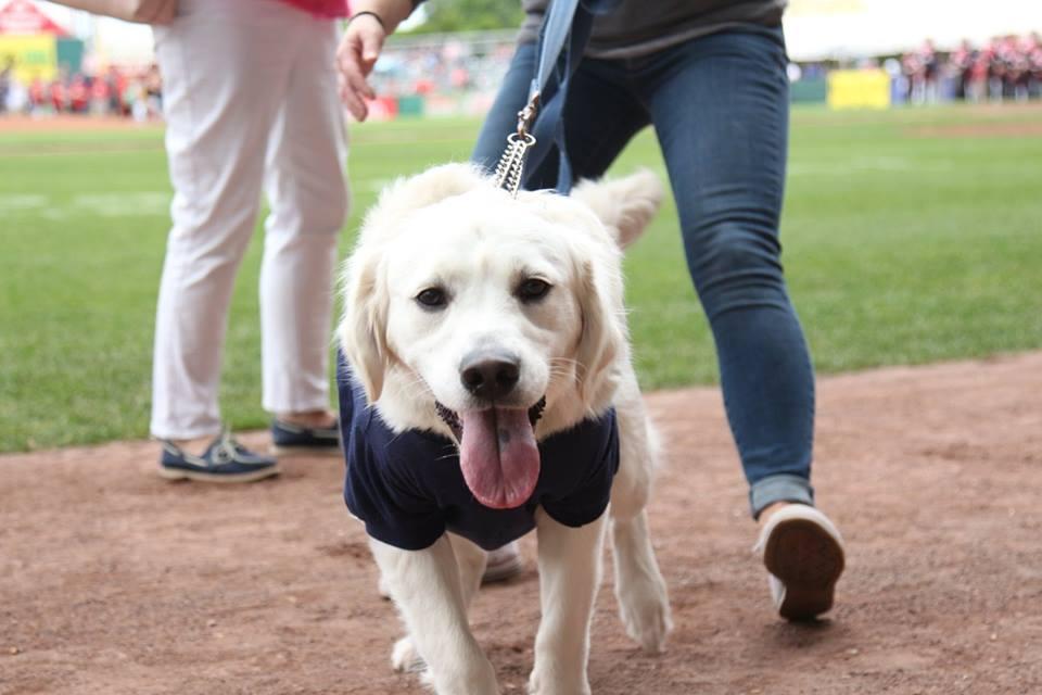 Bark in the Park July 6 at Fluor Field