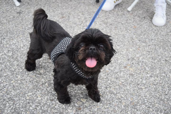 Dog Events In Michigan Bringfido 2022 Dog Events In Michigan