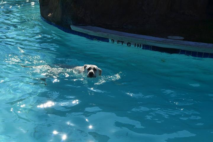 Pet Friendly Doggy Swim Day
