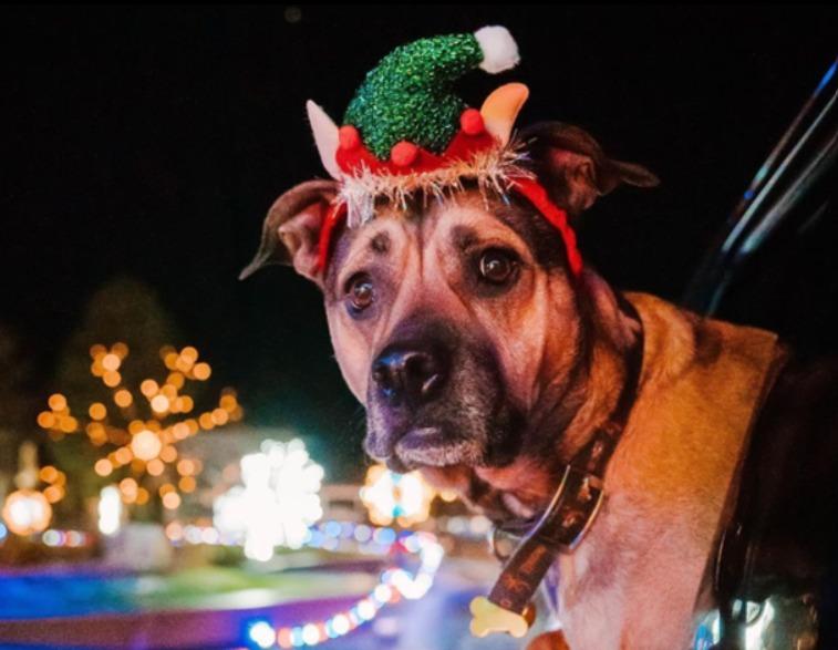 Pet Friendly Magic of Lights