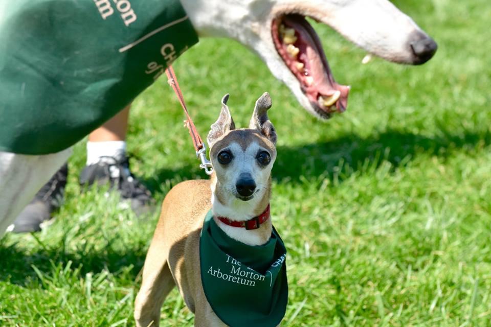 Pet Friendly Tails on the Trails