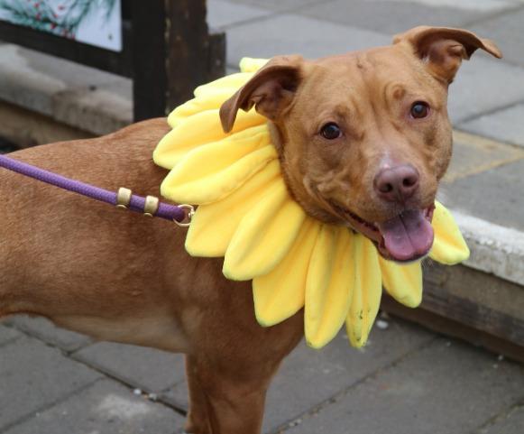Easter Bunny Hosts Kids and Family Festival