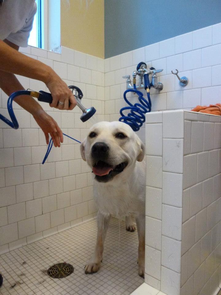 Pet Friendly CARE Dog Wash