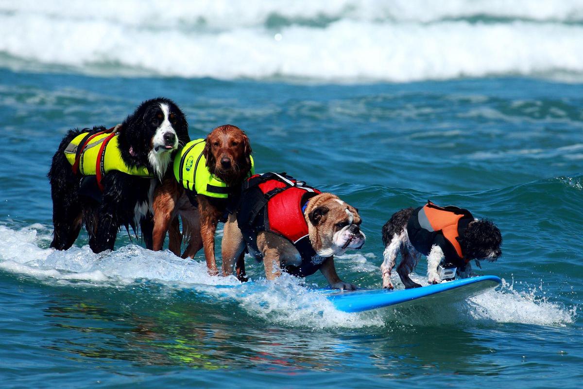 Surf Dog SurfAThon